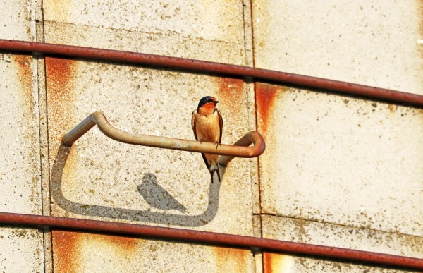 The Two Of Me by Deb Oppermann
